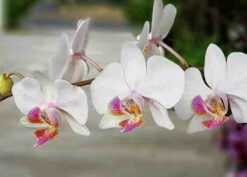 Où placer mon orchidée dans la maison ?