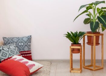 Où placer ses plantes ?