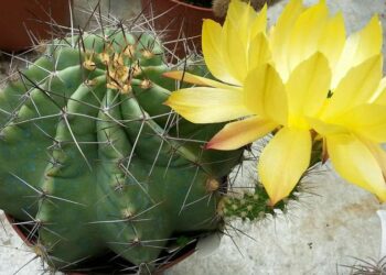 Où placer succulentes ?