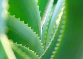 Où placer un aloe vera dans la maison ?