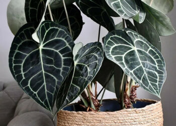 Où placer un anthurium ?