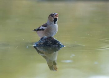 Où placer un bain d'oiseaux ?
