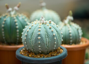 Où placer un cactus dans une maison ?