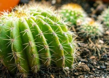 Où placer un grand cactus ?