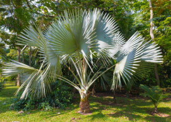 Où placer un palmier dans le jardin ?