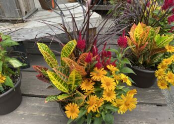 Où planter Celosia ?