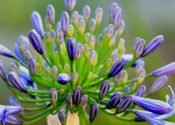 Où planter des agapanthes ?