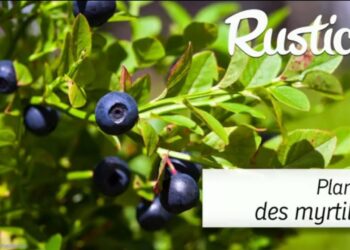 Où planter des bleuets ?