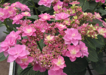 Où planter un Hydrangea macrophylla ?