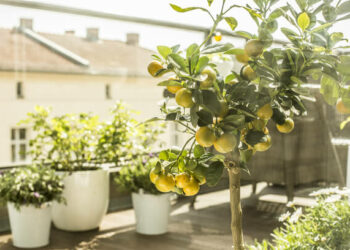 Où planter un citronnier dans son jardin ?