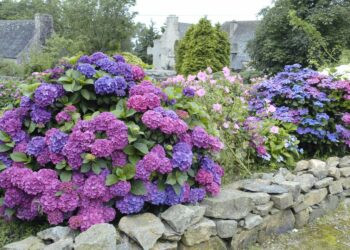 Où planter un hortensia dans le jardin ?