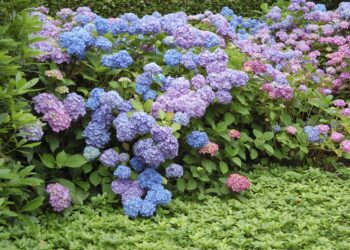 Où planter un hortensia en pleine terre ?