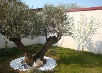 Où planter un olivier dans son jardin ?