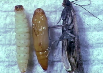 Où pondent les mites ?