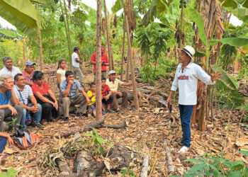 Où pousse le teck ?