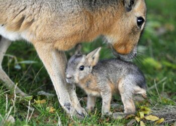 Où pousse les Pampas ?