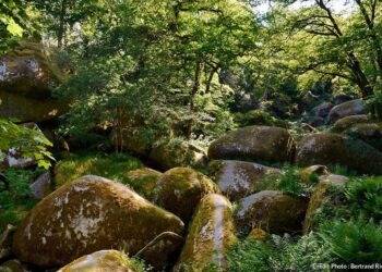 Où se balader en forêt près de Nantes ?