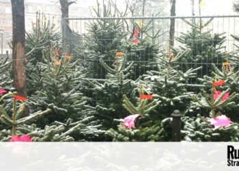 Où se débarrasser d'un sapin ?