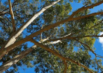 Où se procurer des branches d'eucalyptus ?