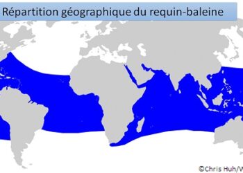 Où se trouve le requin baleine ?