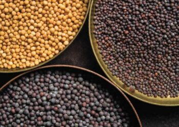 Où se trouve les graine de moutarde ?