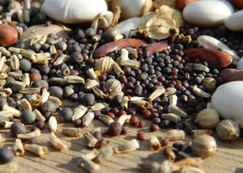 Où sont les graines d'ananas ?