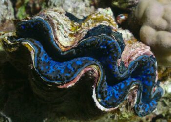 Où trouver de gros coquillage ?