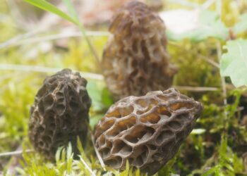 Où trouver de la crépine ?