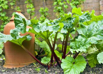 Où trouver des bébés plantes ?