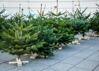 Où trouver des branches de sapin ?