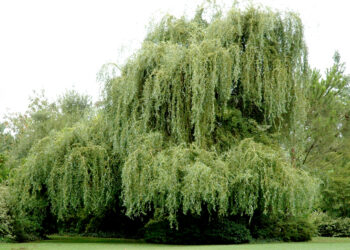 Où trouver des branches de saule ?