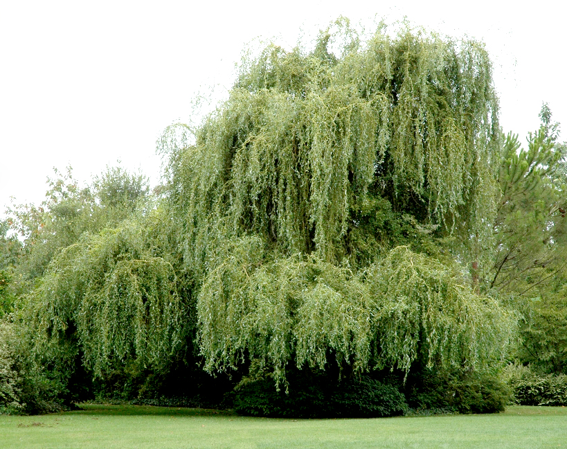 Où trouver des branches de saule