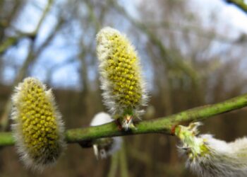 Où trouver des chatons de saule ?