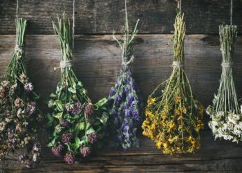 Où trouver des fleurs à faire sécher ?