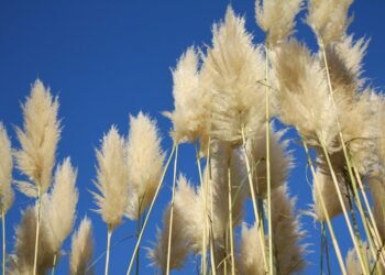 Où trouver des fleurs plumeau ?