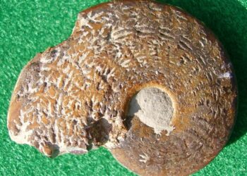 Où trouver des fossiles en France ?