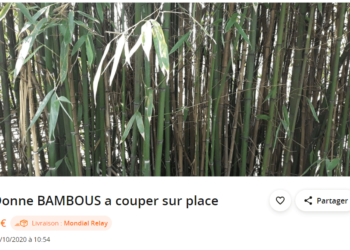 Où trouver des gros bambous ?