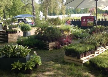 Où trouver des plantes originales ?