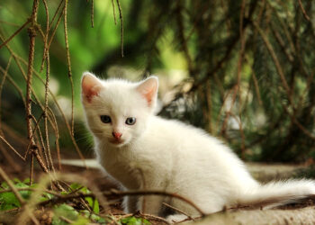 Où trouver des saules à chaton ?