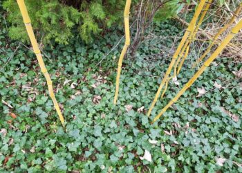 Où trouver des tiges de bambous ?