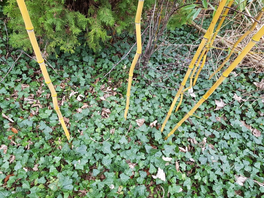 Où trouver des tiges de bambous