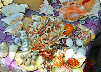 Où trouver gros coquillage ?