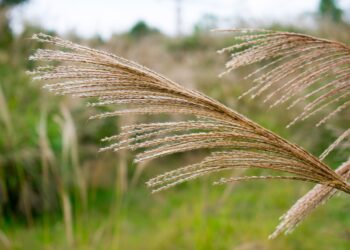 Où trouver herbe de la pampa dans la nature ?