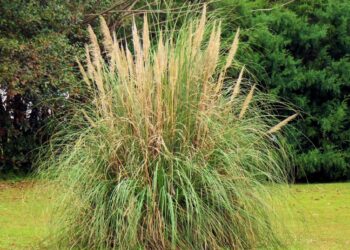 Où trouver herbe de la pampa ?