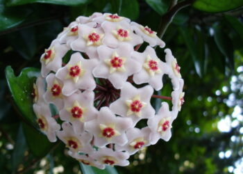 Où trouver la plante hoya ?