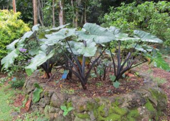 Où trouver la plante taro ?