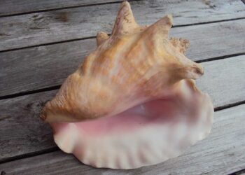 Où trouver les plus beaux coquillages ?