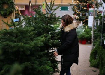 Où trouver sapin de Noël ?