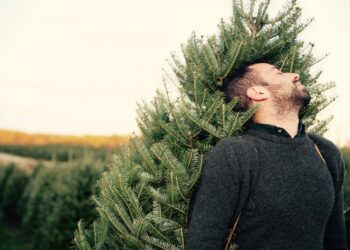 Où trouver un beau sapin ?