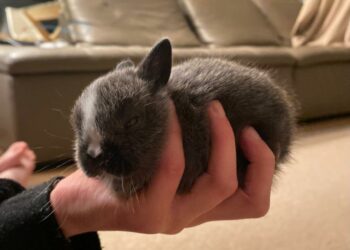 Où trouver un bébé lapin nain ?